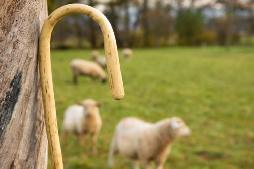 shepherd-staff-sheep