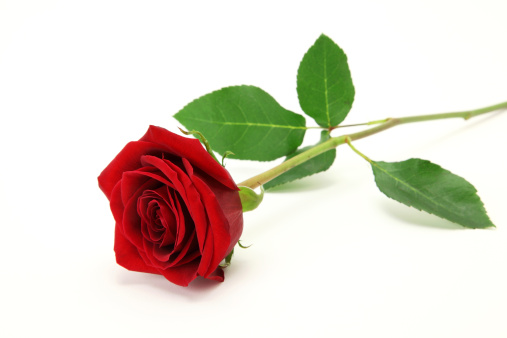 Red Rose