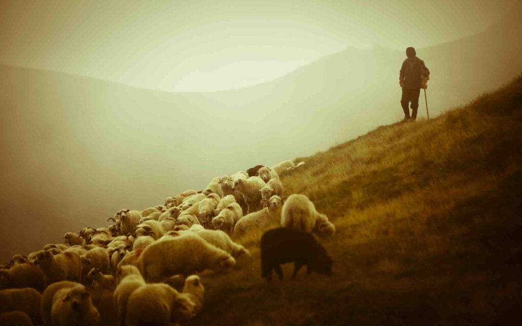 shepherd-copy